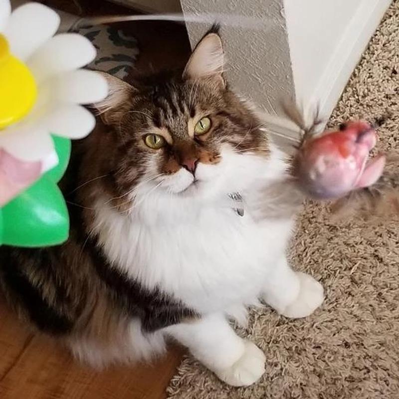 Interactief Vogelspeeltje voor Katten - Purrfect Play
