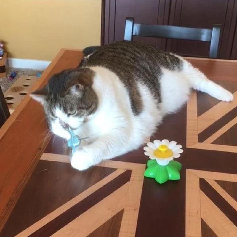 Interactief Vogelspeeltje voor Katten - Purrfect Play