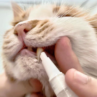 Haustier-Zahnbürstenstift - PetSmile