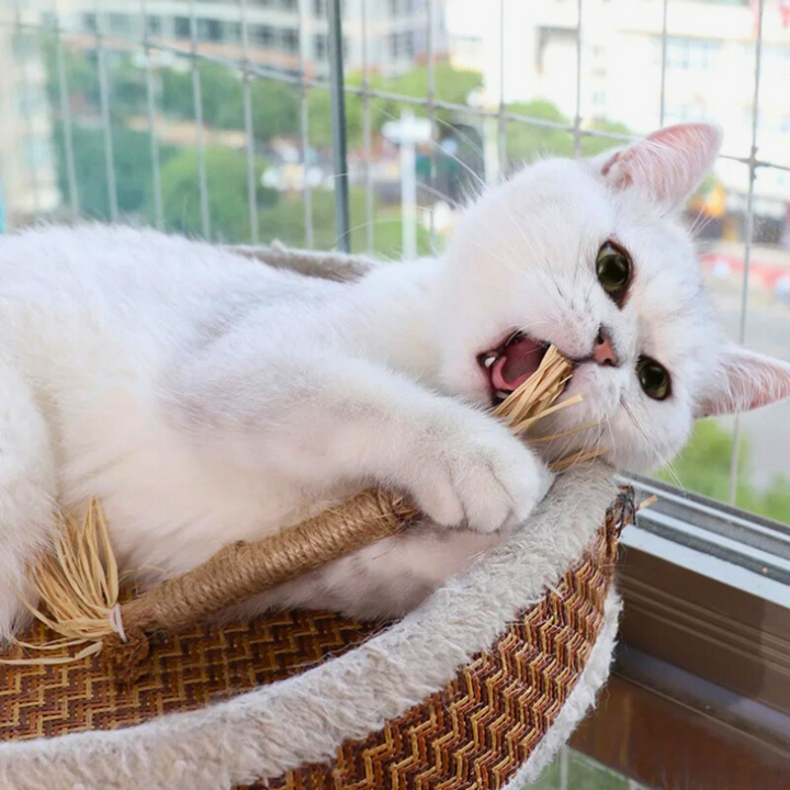 Interaktive Kauknochen für Katzen - ChewPlay