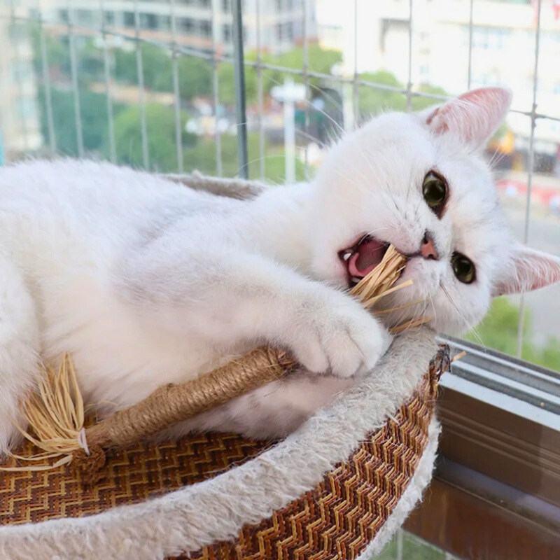 Interaktive Kauknochen für Katzen - ChewPlay