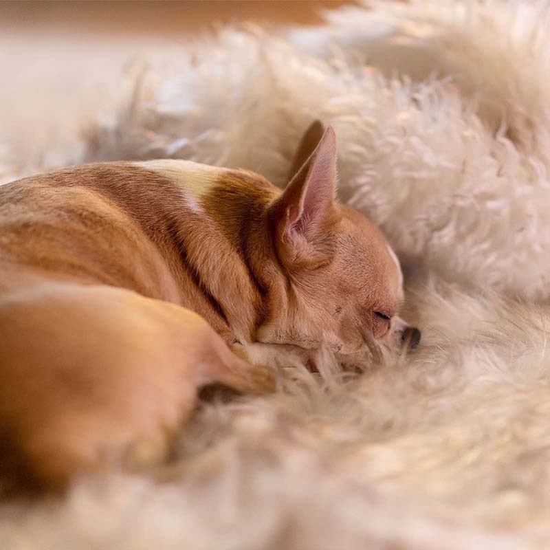 Luxe Waterdichte Huisdierendeken - CozyPaw™
