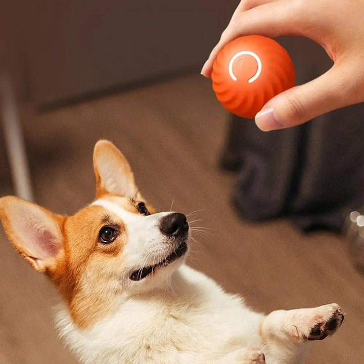 Automatisch Interactief Honden Speeltje - RolliPlay