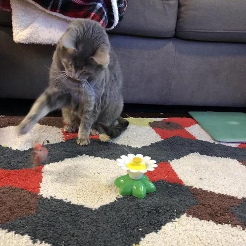 Interactief Vogelspeeltje voor Katten - Purrfect Play