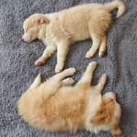 Weiche Welpendecke - SnuggleFur Fleece