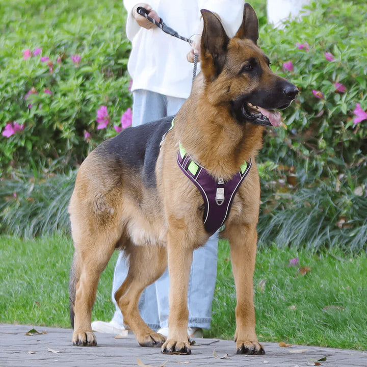 Anti-Zug Hundegeschirr mit Komfortpolsterung – PullFree