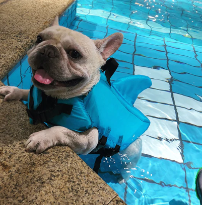 Honden Zwemvest - AquaPup
