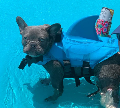 Honden Zwemvest - AquaPup