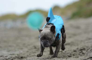 Honden Zwemvest - AquaPup