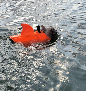 Honden Zwemvest - AquaPup