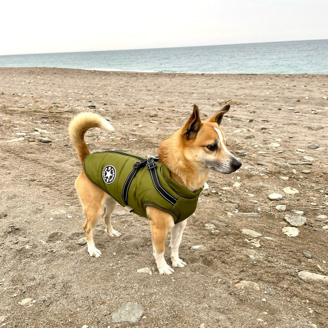 Hond in een groene gewatteerde jas met harnas, zijaanzicht op een kiezelstrand met de zee op de achtergrond. 10