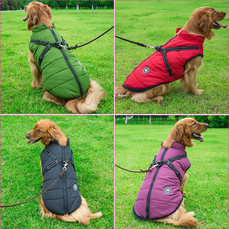 Collage van vier retrievers op het gras in een groene, rode, zwarte en paarse gewatteerde jas met harnas. 3