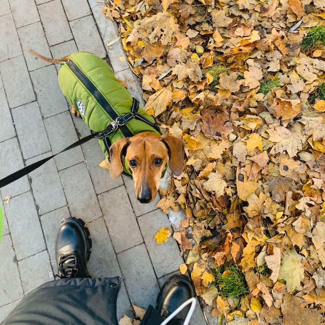 Teckel in een groene jas met harnas en riem, van bovenaf gezien op een stoeptegelpad naast herfstbladeren. 7
