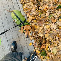 Teckel in een groene jas met harnas en riem, van bovenaf gezien op een stoeptegelpad naast herfstbladeren. 7