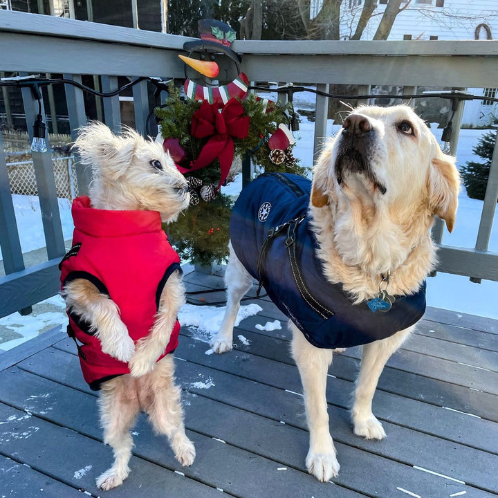 Twee honden op een houten terrasje in de sneeuw, de kleine in een rode jas, de grote in een marineblauwe. 8