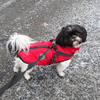 Shih tzu in een rode jas met zwart reflecterend harnas, aan de riem op een natte, bevroren straat. 9
