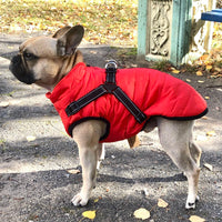 Franse bulldog in een rode gewatteerde hondenjas met zwart harnas, zijaanzicht op een herfstachtig pad met gevallen bladeren. 1
