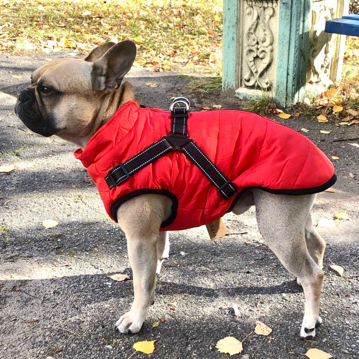 Franse bulldog in een rode gewatteerde hondenjas met zwart harnas, zijaanzicht op een herfstachtig pad met gevallen bladeren. 1