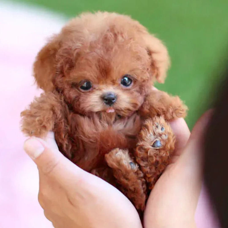 Klein roodbruin krullend puppy-speelgoed met glanzende ogen, liggend in twee handen, met de pootjes omhoog. 2