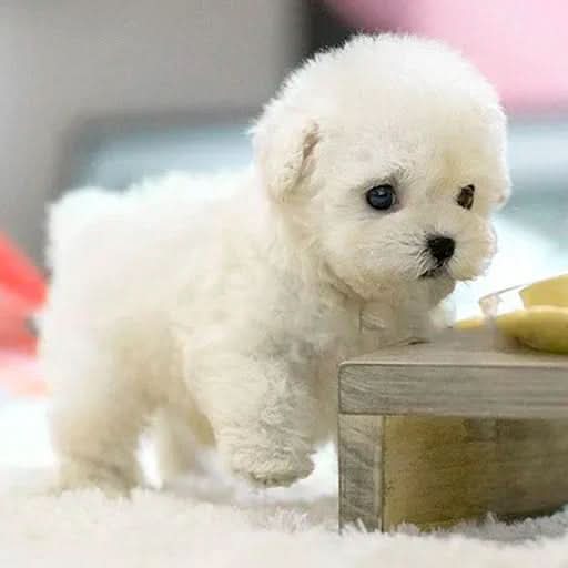 Wit donzig puppy-speelgoed dat een pootje optilt, staand op een zacht wit kleed naast een klein houten tafeltje. 4