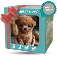 Turquoise cadeaudoos met roze strik en kijkvenster waarin de roodbruine krullende puppy op een hand zit, met pictogrammen onderaan. 9