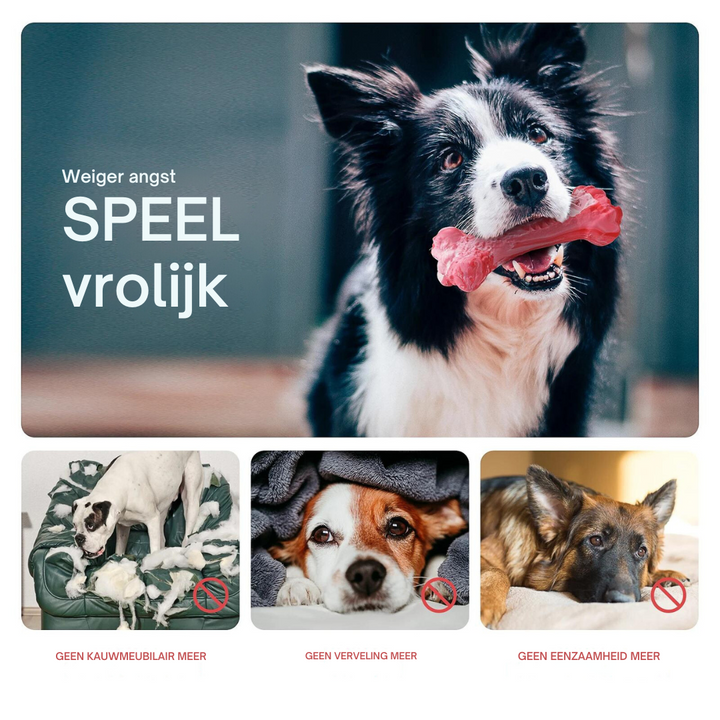 De Speelse Tandverzorger voor Honden - BuddyChew