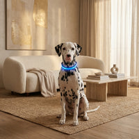 Dalmatische hond zit in een woonkamer en draagt een halsband met blauw oplichtende led-strook om de nek. 2