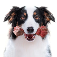 De Speelse Tandverzorger voor Honden - BuddyChew