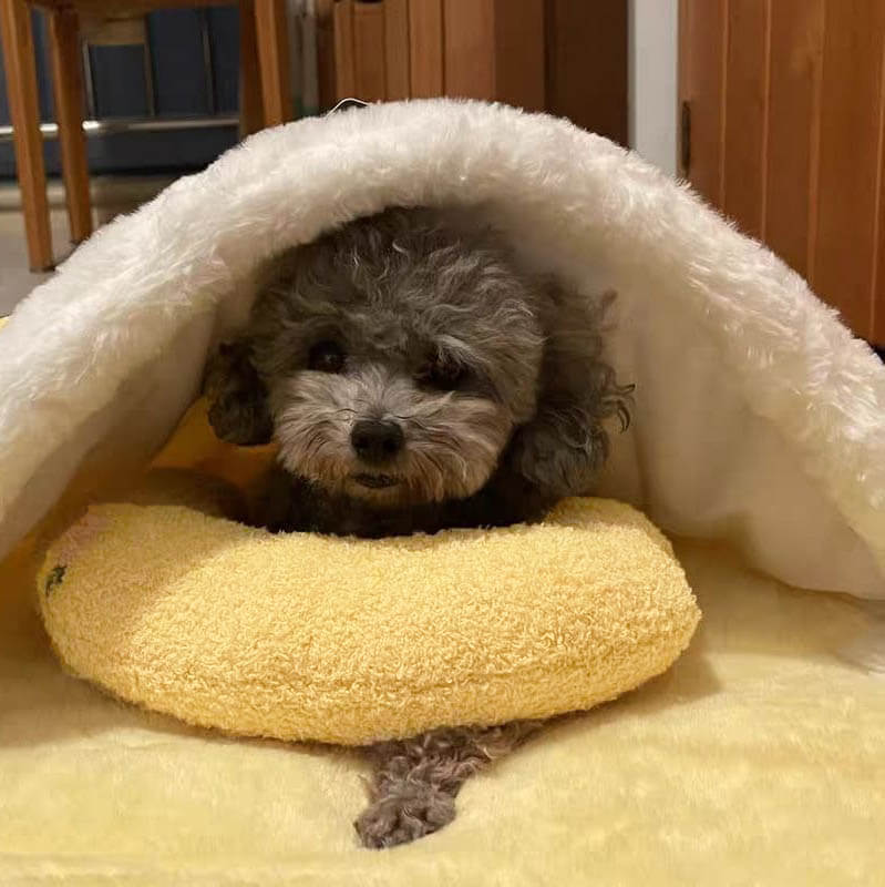 Comfortabel Kussen voor Honden - CalmNest