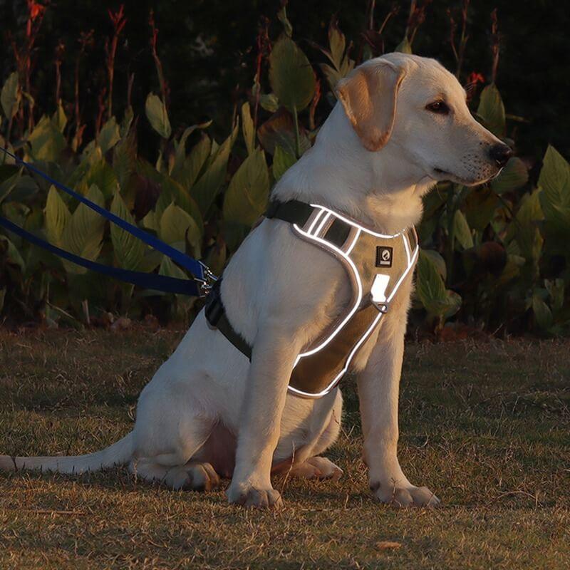 Anti-Zug Hundegeschirr mit Komfortpolsterung – PullFree