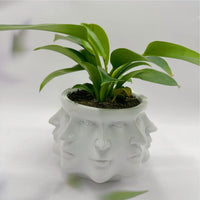 3D-Gesichts-Blumentopf - FaceBloom