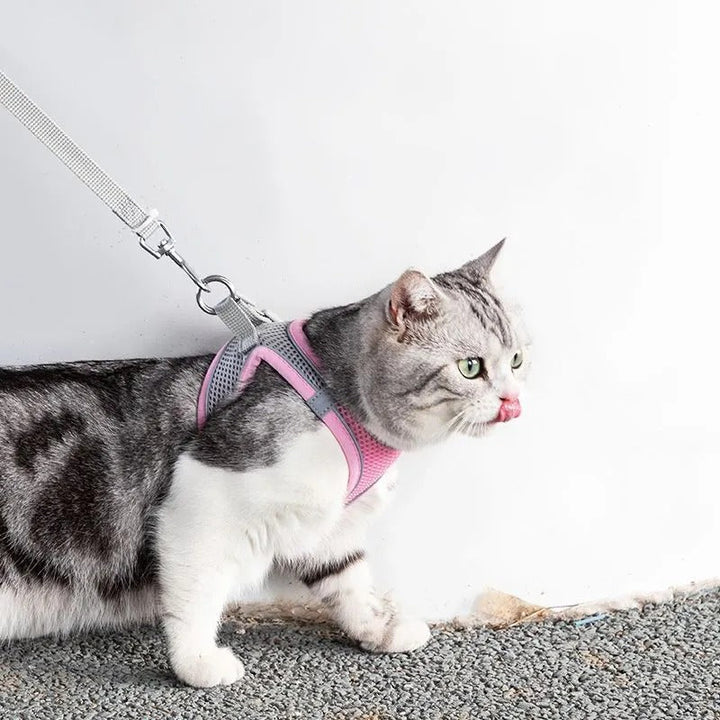 Verstellbares Katzen-Geschirr mit Leine – WhiskerWander