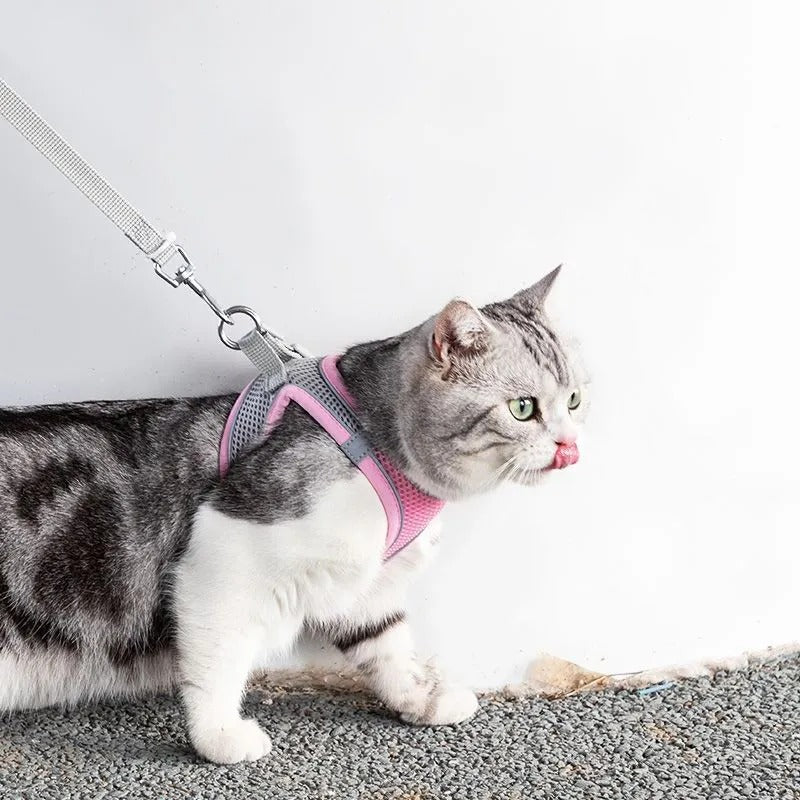Verstellbares Katzen-Geschirr mit Leine – WhiskerWander