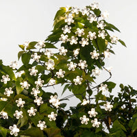 Solar Outdoor String Lights - Blossomray