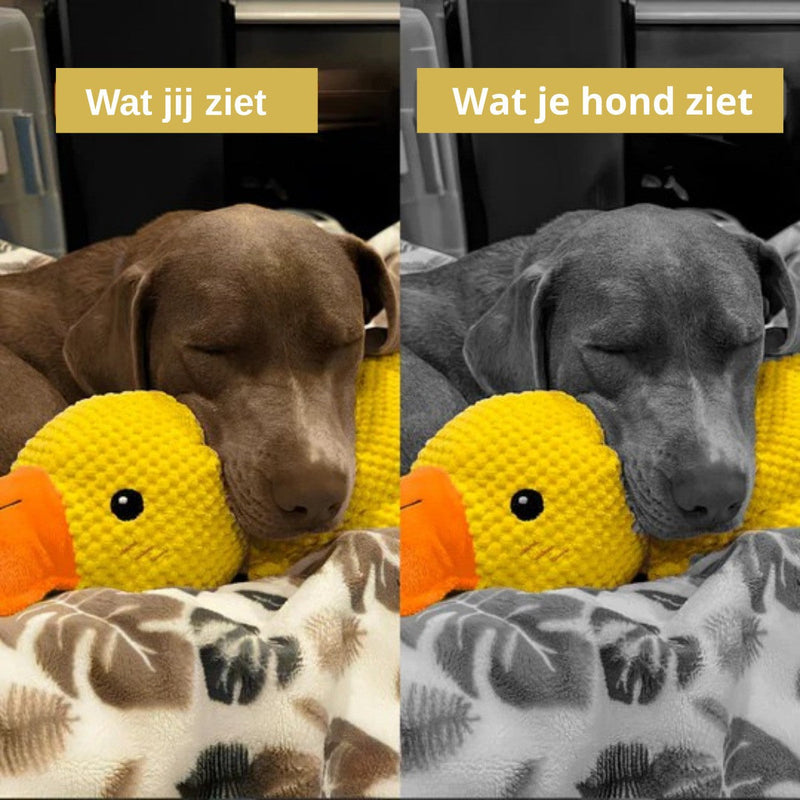 Slapende bruine hond met kop op de eend, naast een grijswaardenversie van dezelfde foto 6