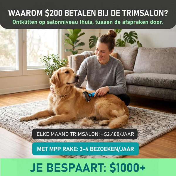 Vrouw kamt thuis op een tapijt een liggende golden retriever met de blauwe vachtkam in de woonkamer. 2