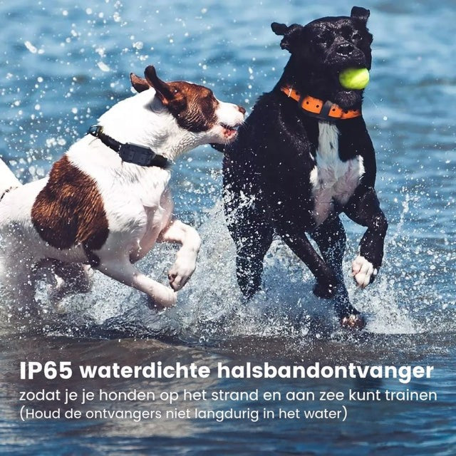 Twee natte honden spelen in zee, een van hen heeft een tennisbal in de bek en draagt een oranje halsband 2