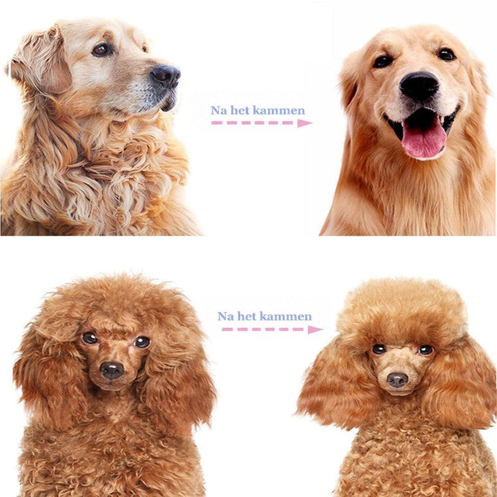Voor-en-nakoppen van een golden retriever en een bruine poedel, zichtbaar verzorgder na het kammen. 7