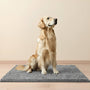 Golden retriever zit rechtop op een grijze chenille mat op een houten vloer tegen een beige muur. 1
