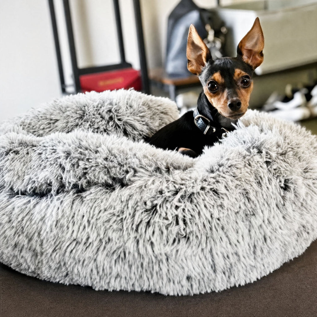 Kleine zwart-bruine hond met halsband kijkt over de rand van het dikke, grijze pluchen bed met gesloten kap. 10