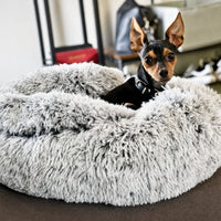 Kleine zwart-bruine hond met halsband kijkt over de rand van het dikke, grijze pluchen bed met gesloten kap. 10
