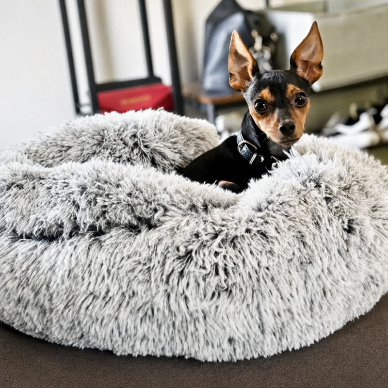 Kleine zwart-bruine hond met halsband kijkt over de rand van het dikke, grijze pluchen bed met gesloten kap. 10