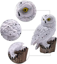 Witte uil met gele ogen en zwarte stippen op een boomstronk, met vergrote details van oog, veren en klauwen. 14