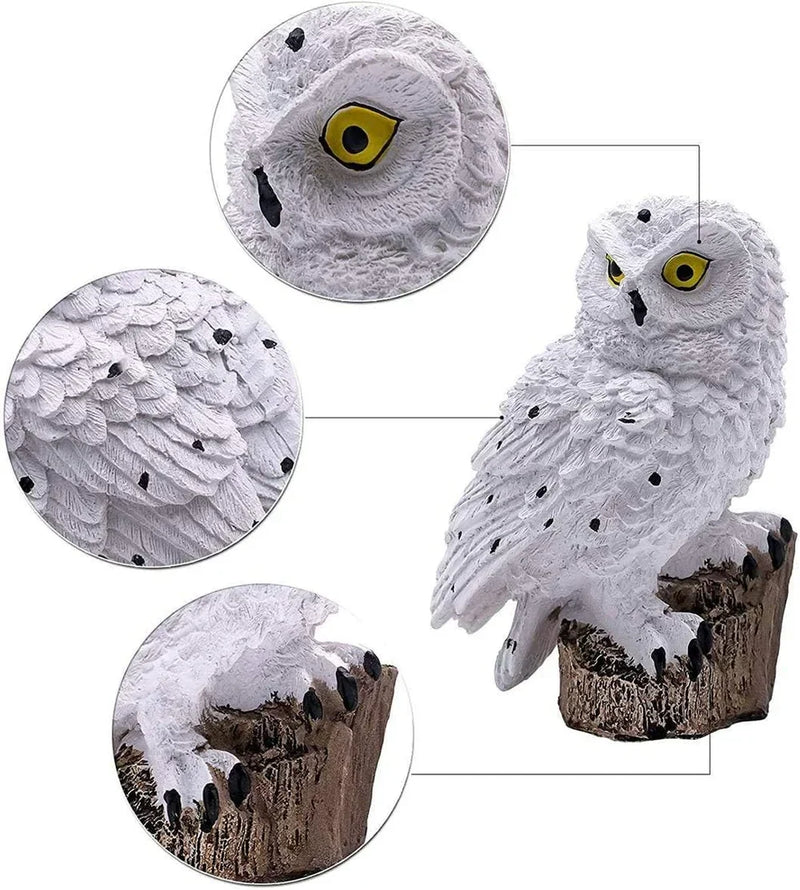 Witte uil met gele ogen en zwarte stippen op een boomstronk, met vergrote details van oog, veren en klauwen. 14