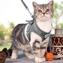 Katzengeschirr mit Leine - AdventureKit