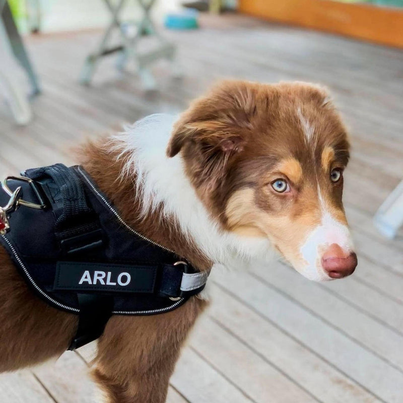 Personalized Dog Harness - Reflective & Supportive Design 14