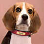Engraved Leather Dog Collar with Personalized Nameplate 1
