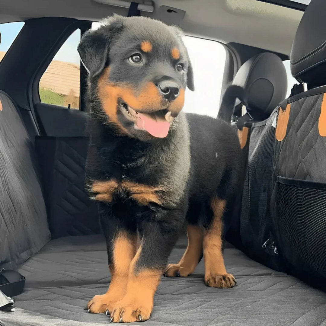 Rottweilerpuppy staat op het zwarte gewatteerde platform in een auto, met een mesh zijzak rechts zichtbaar. 10