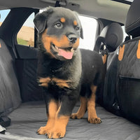 Rottweilerpuppy staat op het zwarte gewatteerde platform in een auto, met een mesh zijzak rechts zichtbaar. 10