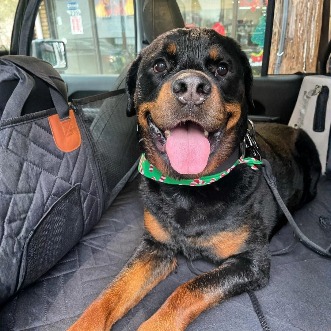 Rottweiler met groene sjaal ligt lachend op de zwarte gewatteerde hoes, met een mesh zijpaneel in beeld. 3